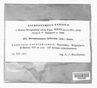 Catapyrenium lachneum image